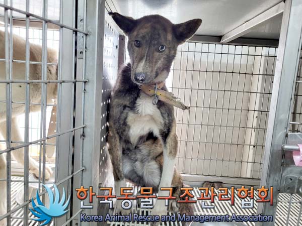 종료(안락사) 믹스…